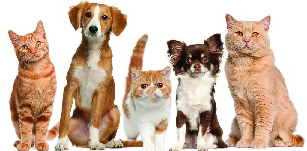 Доска объявлений о животных | ЗооТом - продажа, вязка и услуги для животных в Междуреченском