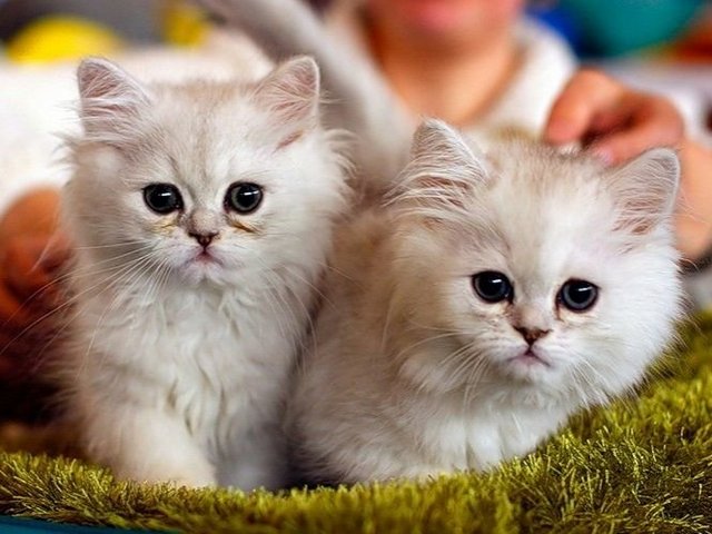 Породы кошек в Междуреченском | ЗооТом портал о животных