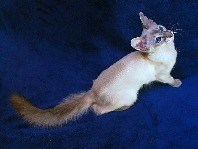Выведенные породы кошек в Междуреченском | ЗооТом портал о животных