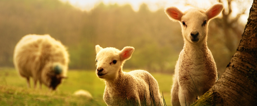 Объявления о сельскохозяйственных животных | ЗооТом - продажа, вязка и услуги для животных в Междуреченском