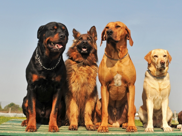 Крупные породы собак в Междуреченском | ЗооТом портал о животных